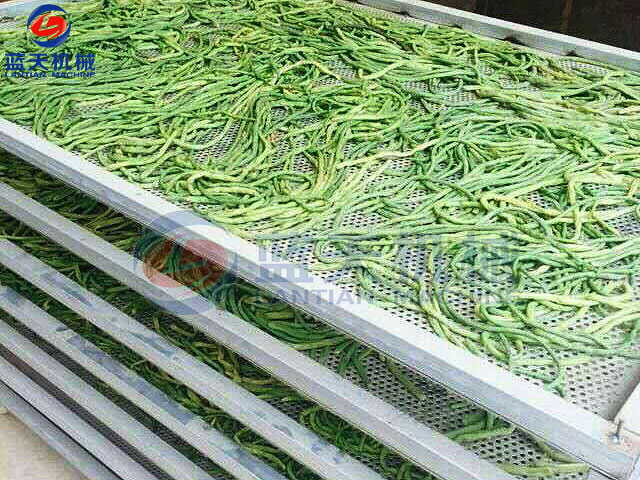 山東豆角烘干機現場實拍